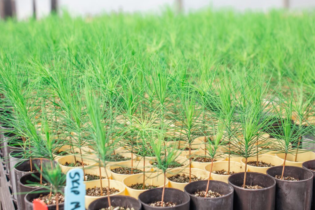 Seedings in Greenhouse - Fikret Isik - College of Natural Resources at NC State