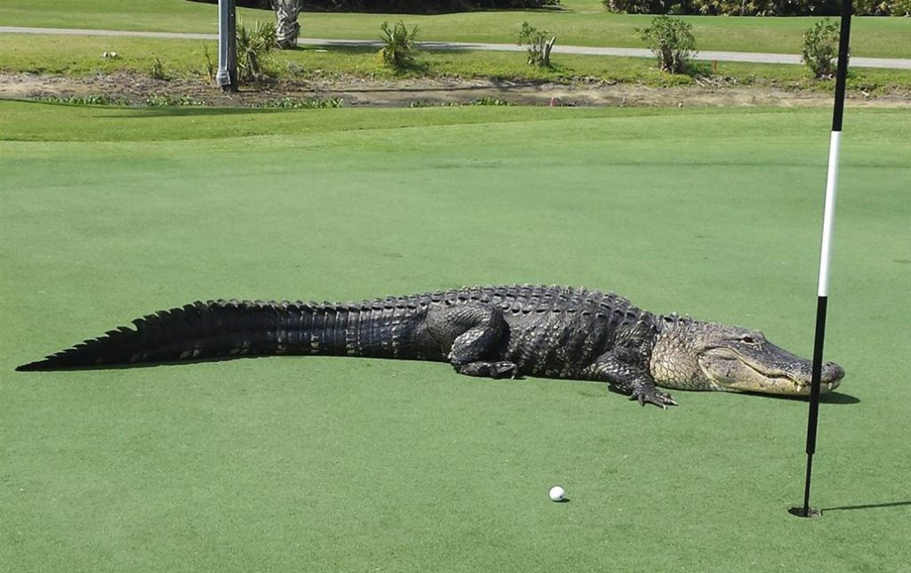 alligator on golf course - The Larson Lab @ NCSU - College of Natural Resources at NC State University