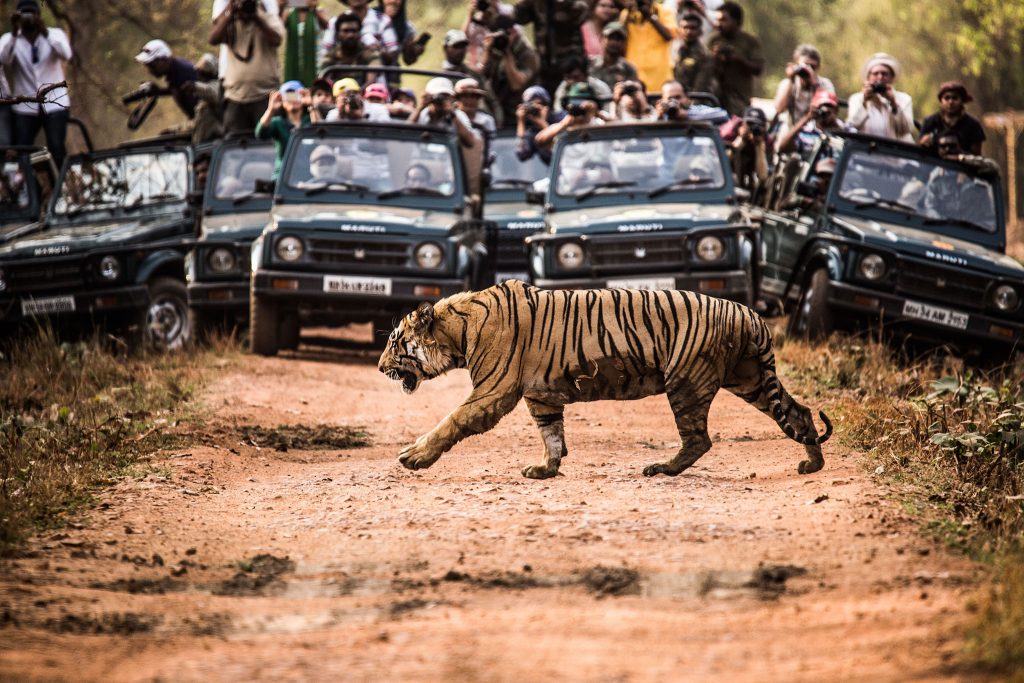 tiger on safari - The Larson Lab @ NCSU - College of Natural Resources at NC State University