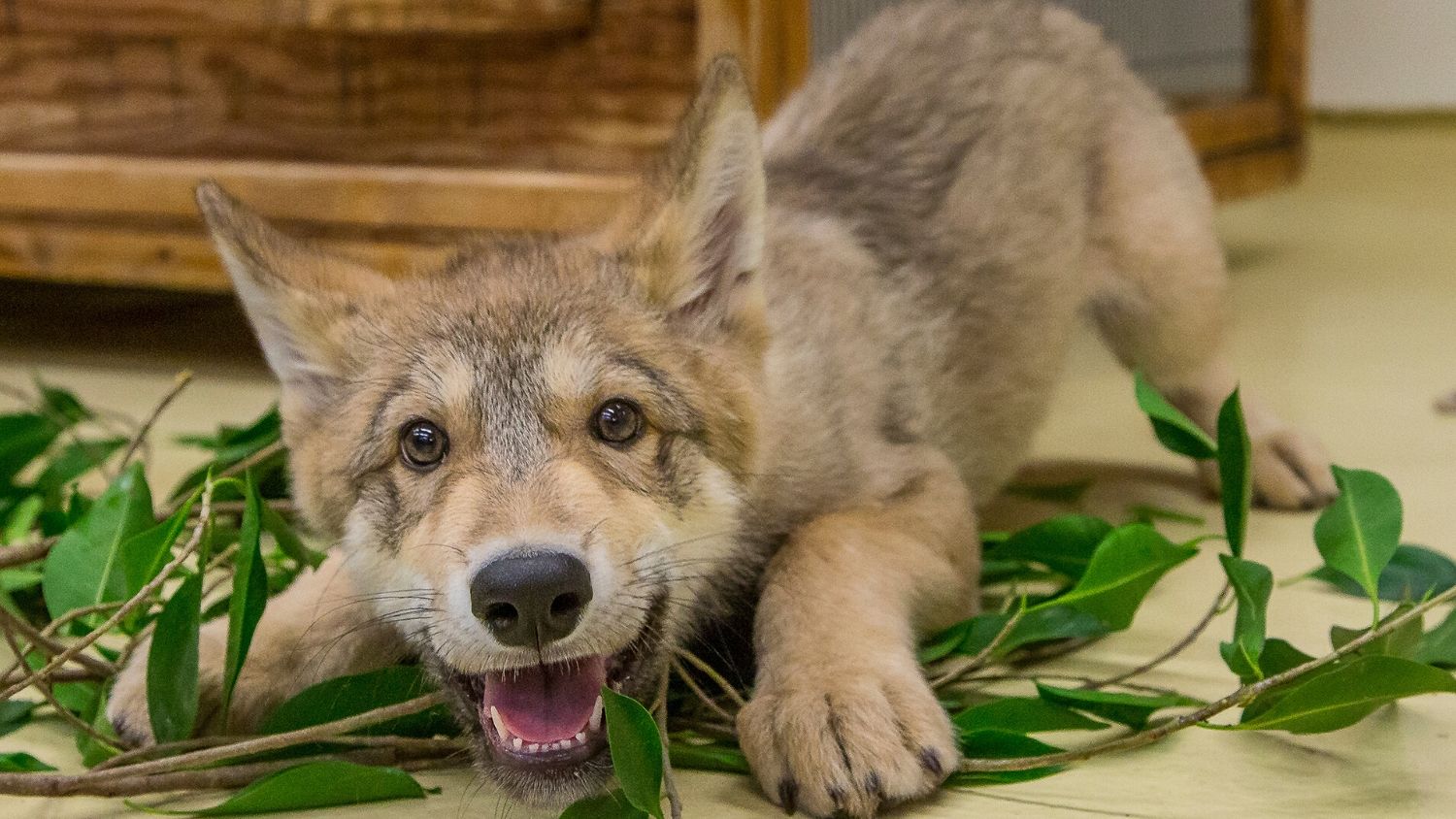 Wolf pup - The Larson Lab @ NCSU - College of Natural Resources at NC State University